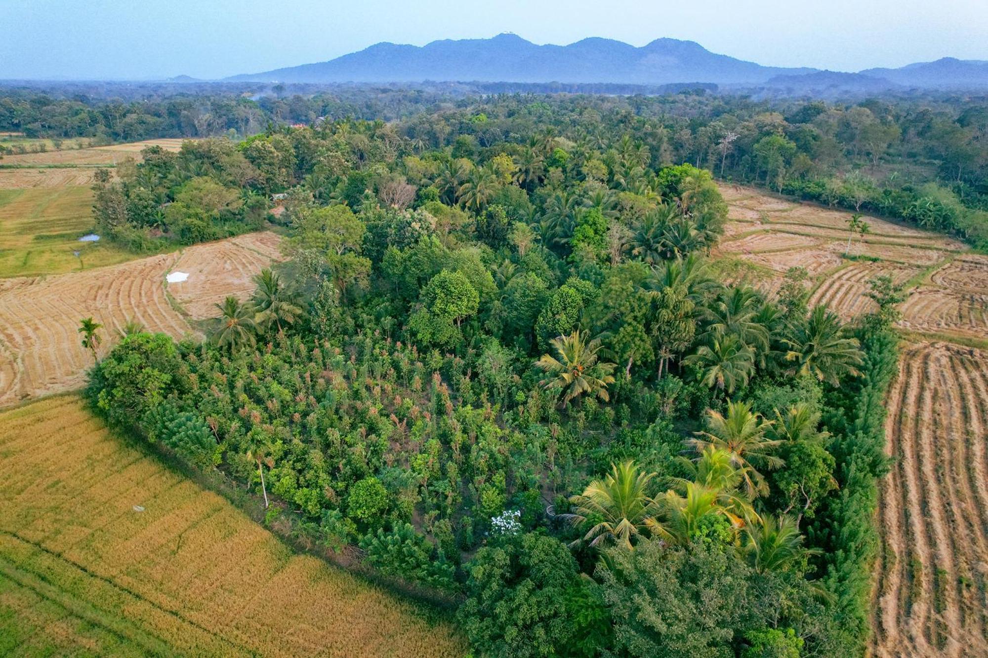Mailagama Cinnamon Residence Kataragama Exteriör bild